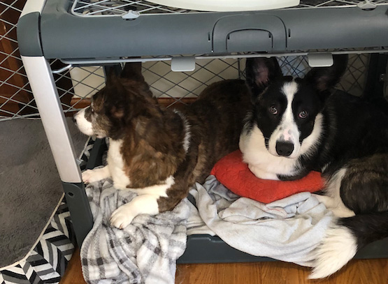 Border collie kennel store size